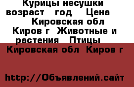 Курицы-несушки, возраст 1 год. › Цена ­ 250 - Кировская обл., Киров г. Животные и растения » Птицы   . Кировская обл.,Киров г.